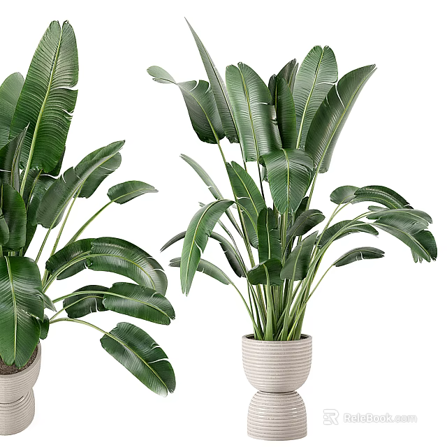 Tropical Large Leaf Potted Plants In Textured White Pots For Indoor Decor 3d model 