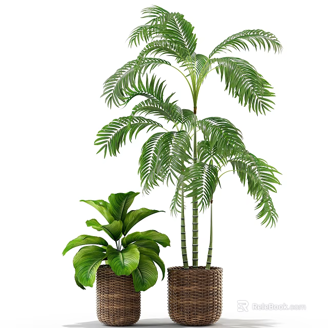 Tall Palm Like Plant With Feathery Leaves And Short Broad Leaf Potted In Wicker Baskets 3d model 