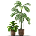 Tall Palm Like Plant With Feathery Leaves And Short Broad Leaf Potted In Wicker Baskets
