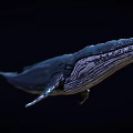Whale In Dark Setting With Detailed Skin Patterns And Natural Swimming Stance