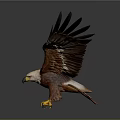 Brown and White Eagle with Spread Wings White Head and Yellow Talons on Dark Background