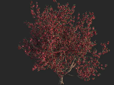 Vibrant Flowering Arbor With Red Blossoms And Lush Green Foliage In Outdoor Garden 3d model