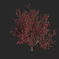 Vibrant Flowering Arbor With Red Blossoms And Lush Green Foliage In Outdoor Garden