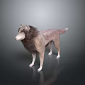 3D Rendered Game Movie Wolf Character With Brown Gray Fur Standing Gray Gradient Background Reflection