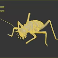 Detailed White Cricket 3D Model Displayed On Gray Background With Reflection
