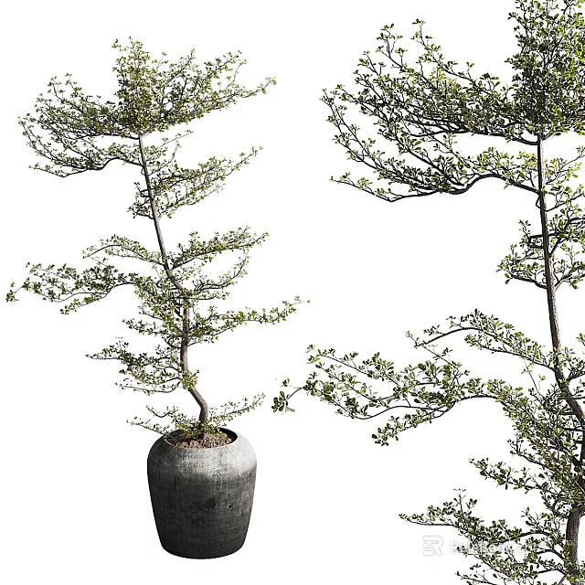 Stylish Decorative Ornament Arrangement With Bonsai Trees In Ceramic Pots For Home Interior Decor 3d model 