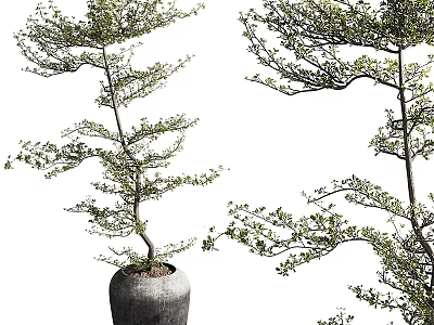 Stylish Decorative Ornament Arrangement With Bonsai Trees In Ceramic Pots For Home Interior Decor 3d model