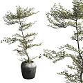 Stylish Decorative Ornament Arrangement With Bonsai Trees In Ceramic Pots For Home Interior Decor