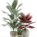 Bonsai Potted Plants With Various Leaf Types Green And Red Foliage In Modern White Pots