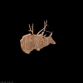 3D Wooden Deer And Zebra Head Wall Decor For Home Interior