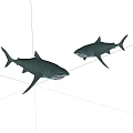 Two Large Grey Sharks With Open Mouths Swimming In Ocean Water