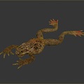 Frog Frog Frog Poison Frog Game Frog Reptile Cold Blooded Animal Reptile Reptile 3d model