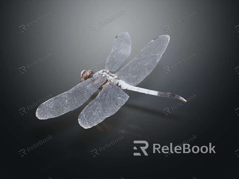 Modern Dragonfly Cartoon Dragonfly model