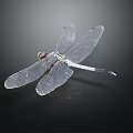 Close Up View Of Dragonfly With Transparent Wings And Slender Body Against Dark Background