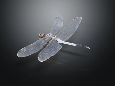 Close Up View Of Dragonfly With Transparent Wings And Slender Body Against Dark Background 3d model