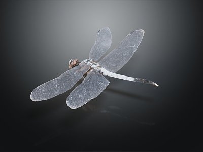 Modern Dragonfly Cartoon Dragonfly 3d model