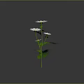 White Daisy Flowers In Simple Vase With Green Stems And Gray Background