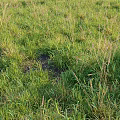 Lush Green Grass Plants With Patchy Growth And Exposed Soil In Field