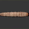 Detailed Pink Caterpillar With Ringed Stripes And Spikes On Elongated Body