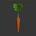 Fresh Organic Carrot with Green Leafy Tops on Dark Background