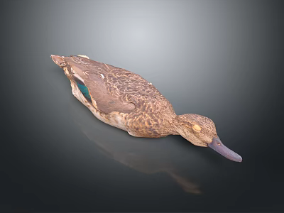Flying Animal Duck With Brown Feathers Green Patches And Gray Beak On Dark Surface 3d model