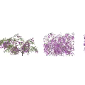 Purple Flowering Plants with Green Leaves and Different Growth Forms in Garden