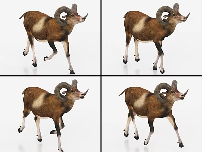 Goat with Bound and Animated Wild Goat Bighorn Sheep 3d model