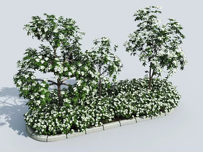 Tall Arbor Trees With White Flowers In Landscaped Garden Bed 3d model