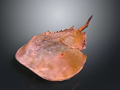 Horseshoe Crab With Copper Colored Carapace And Unique Tail On Dark Background 3d model