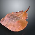 Horseshoe Crab With Copper Colored Carapace And Unique Tail On Dark Background