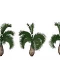 Three Palm Trees with Lush Green Fronds and Brown Trunks