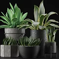 Lush Green Leafy Potted Plants With Decorative Ceramic Pots And Various Foliage Designs