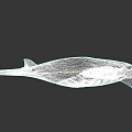 Graceful Manta Ray With Distinctive Body Shape And Long Pectoral Fins