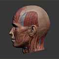 Medical Anatomical Head Models For Teaching Muscle Structure And Human Anatomy