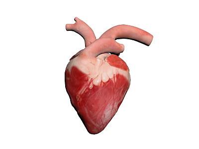 Detailed Human Heart Anatomical Structure with Muscular Chambers Chest Organ 3D Rendering 3d model