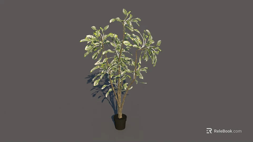 Bonsai Potted Plant With Green Variegated Leaves In Black Pot For Indoor Decoration 3d model 