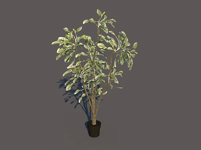 Bonsai Potted Plant With Green Variegated Leaves In Black Pot For Indoor Decoration 3d model
