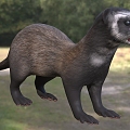 Modern Ferret Animal Creatures 3d model