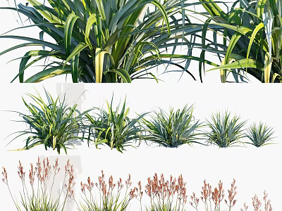Various Ornamental Grass Plants With Long Green Leaves And Diverse Foliage Types 3d model
