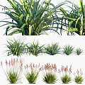 Various Ornamental Grass Plants With Long Green Leaves And Diverse Foliage Types