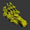 Medical Device Human Foot Skeleton Anatomical Model with Detailed Bone Structure for Educational Use