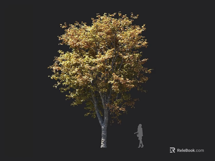 Large Deciduous Tree With Lush Yellow Autumn Foliage And Textured Trunk With Human Scale Reference 3d model