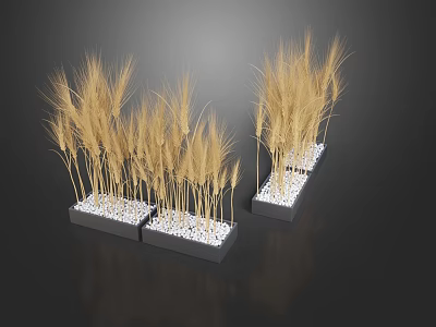 Decorative Garden Wheat Stalks In Black Planters With White Pebbles 3d model