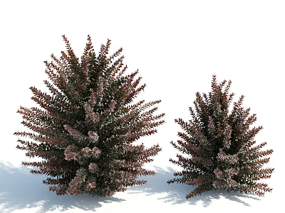 Two Dark Green and Purple Red Shrubs With Snow Covered Foliage in Outdoor Scene 3d model