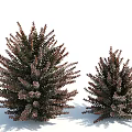 Two Dark Green and Purple Red Shrubs With Snow Covered Foliage in Outdoor Scene