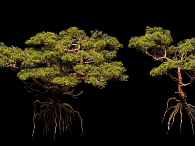 Arbor Trees With Exposed Root Systems And Lush Green Foliage Display Natural Growth Features 3d model