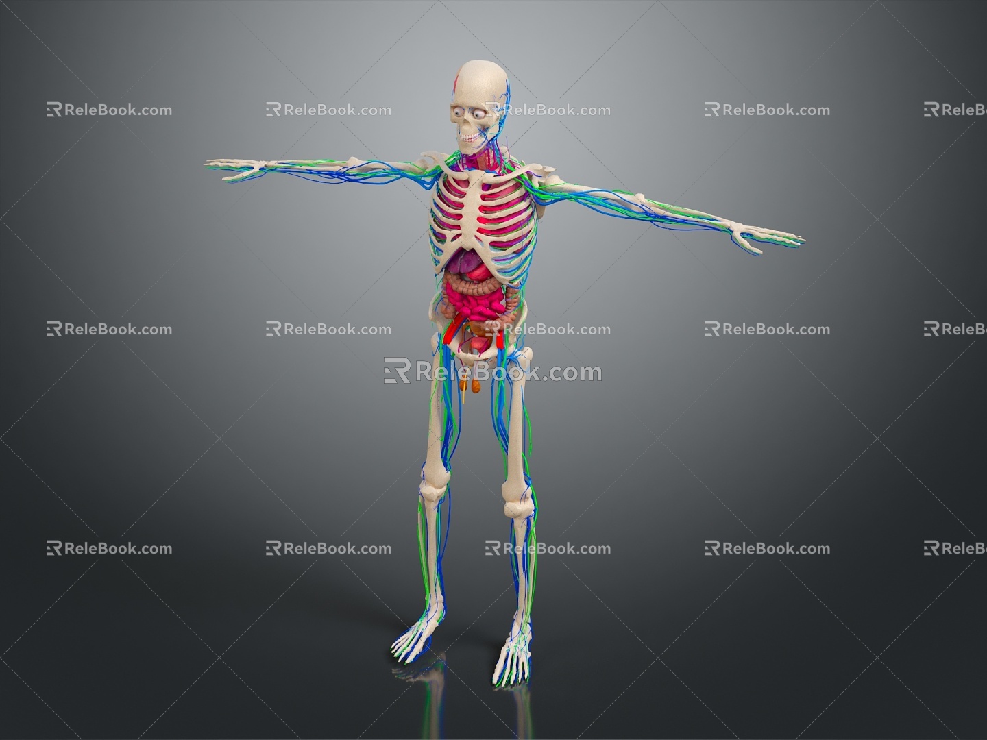 Skeleton Human Body Skeleton Human Body Organ Human Body Tissue Human Body Structure Human Anatomy 3d model