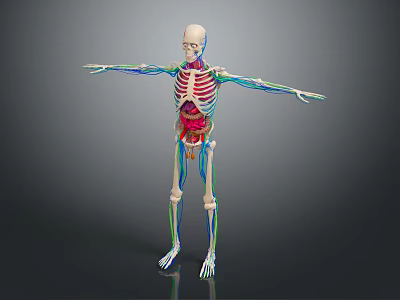 Skeleton Human Body Skeleton Human Body Organ Human Body Tissue Human Body Structure Human Anatomy 3d model