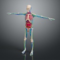 Skeleton Human Body Skeleton Human Body Organ Human Body Tissue Human Body Structure Human Anatomy 3d model