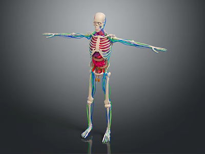 Medical Device Human Skeleton Model Showing Muscles And Internal Organs For Medical Education 3d model